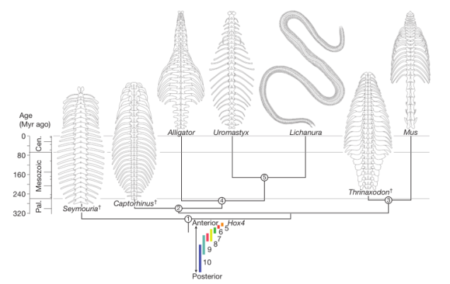 Head_Polly2015-phylogeny_of_spines